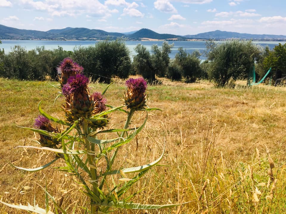 Il paesaggio dall'isola con un cardo in primo piano