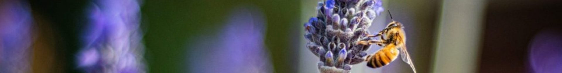 Corso di Giardinaggio amico delle api 